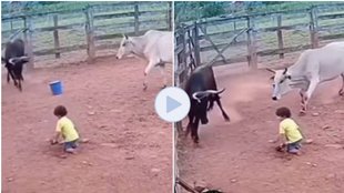 Cow Saved Child, Viral Video, Video Viral, Trending Video,