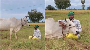 Cow Viral Video, Viral Video, Trending Video