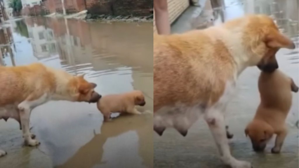 Cute Viral Video, Viral Video, Trending Video