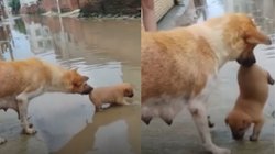 पानी में खेल रहा था बच्चा, मम्मा डॉगी ने पहले रोका, फिर ऐसे निकाला बाहर, Viral Video देख यूजर्स बोले – एक जैसी ही होती हैं सारी मम्मियां