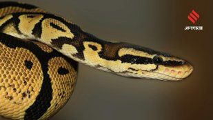 Deadliest lazy snakes