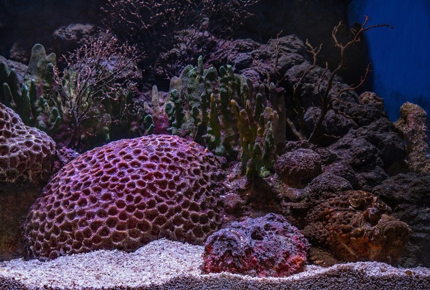 Deadly stonefish facts