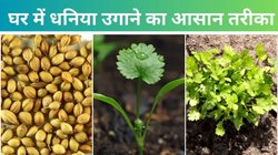 हफ्तेभर में फ्रेश धनिया घर में कैसे उगाएं? गमले में Dhaniya के बीज बोते समय इन बातों का रखें ध्यान