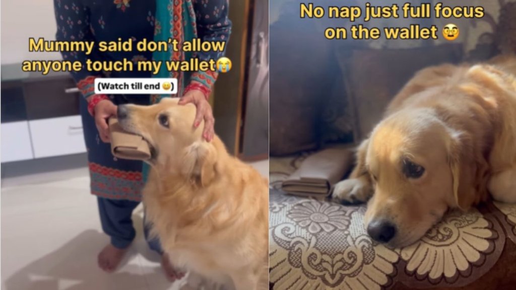 Dog Video, Funny Video, Trending Video Dog Video, Funny Video, Trending Video