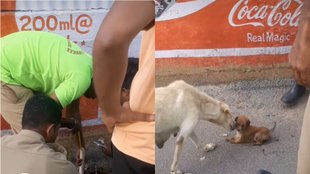 Dog Rescue Viral Video, Video Viral, trending Video