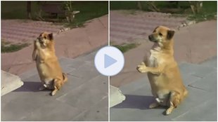 Dog video viral, Radhe Radhe, Street Dog viral,