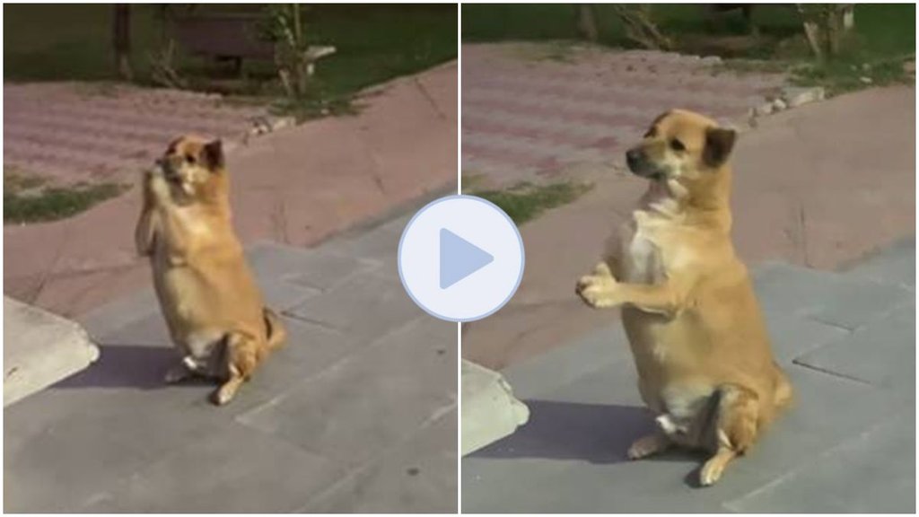Dog video viral, Radhe Radhe, Street Dog viral,