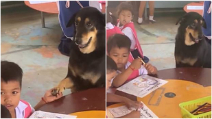 Dog in School, Viral Video, Video viral,