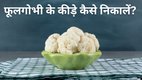 Easy hacks to remove worms from cauliflower | gobhi ke kide kaise saaf karen | gobhi saaf karne ka tarika