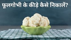 फूल गोभी से कीड़े कैसे निकालें? जानिए आसान तरीका, खरीदते समय इन बातों का रखें ध्यान
