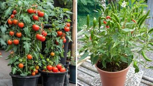 Easy vegetables to grow in pots, Fast growing vegetables, Home gardening tips