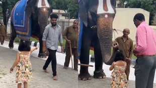 Viral Video, Trending Video, Elephant Viral Video