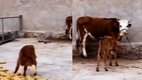 Emotional Viral Video, Viral Video, Hindi News