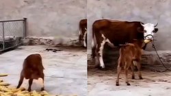 खूंटे से बंधी थी मां, बछड़ा ला-लाकर खाने को देने लगा भुट्टे, Viral Video देख यूजर्स हो गए भावुक, कहा – कितने प्यारे हैं दोनों
