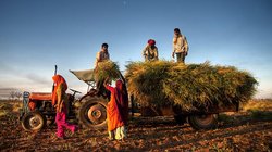 Blog: अन्न भंडार भरे हैं, फिर भी भारत कुपोषण से जूझ रहा, गजब हाल है – हरित क्रांति के बाद भी देश में नहीं मिटी भूख