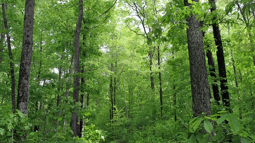 India forest growth, FAO report, forest expansion India forest growth, FAO report, forest expansion