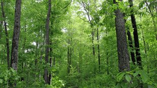 India forest growth, FAO report, forest expansion