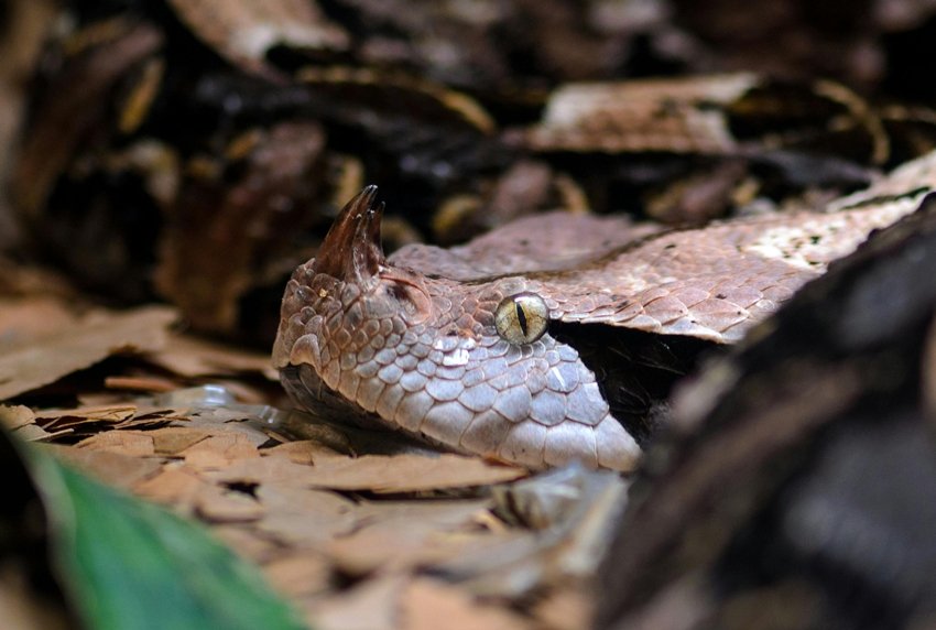 Gaboon viper