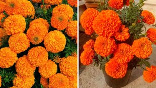 Marigold Plant, Grow Marigold Plant , Marigold Plant at home