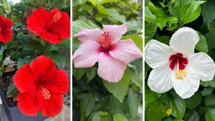 Hibiscus Plants , hibiscus plants in pots