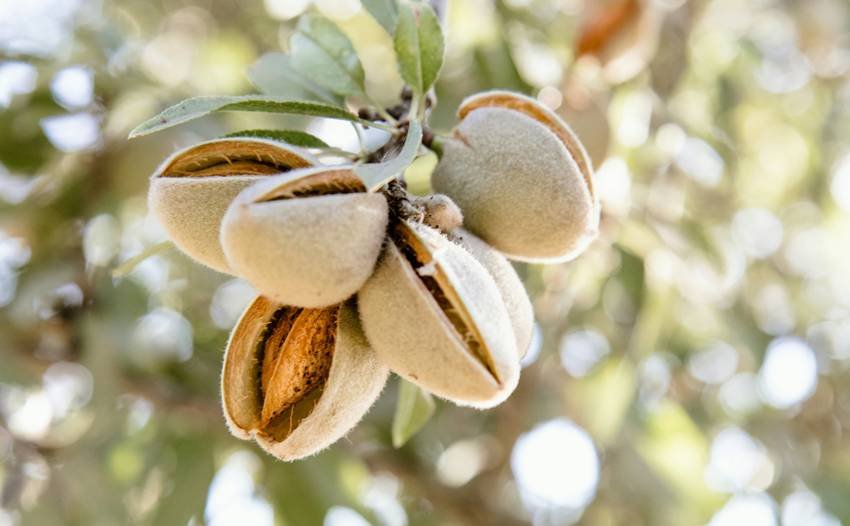 Healthy fats in Himalayan almonds