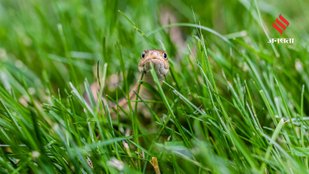 Home remedies for snakes