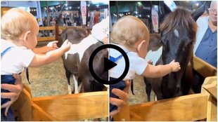 Horse and cute child viral video, trending video, viral video, video viral,