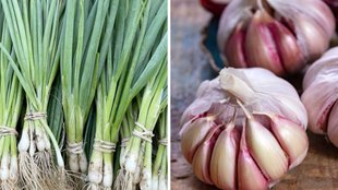 How to grow garlic in pots follow Complete Planting Guide | lahsun ki kheti kaise kare in Hindi