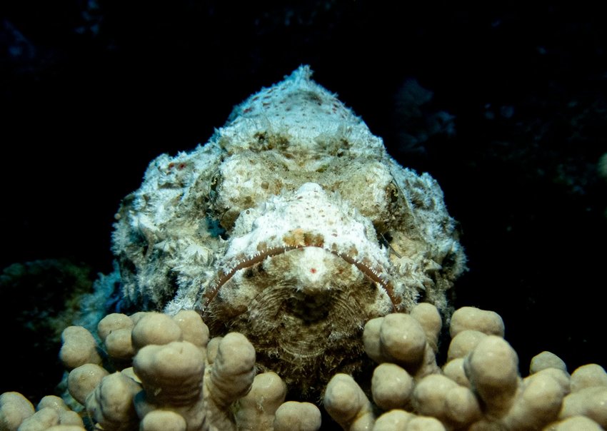 Indo-Pacific stonefish