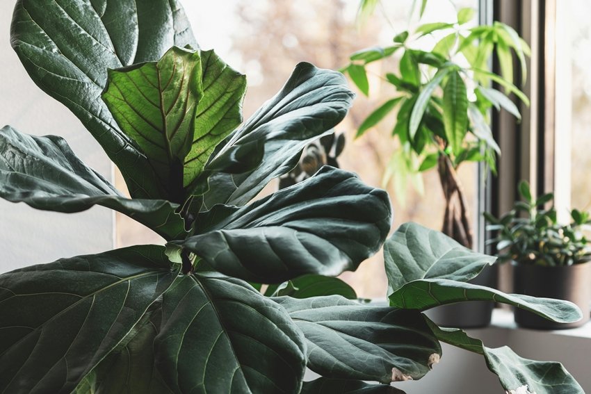 Indoor plants for clean air