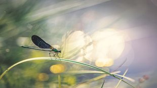 insect crisis, insect apocalypse, pollinator decline, biodiversity loss