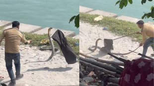 King Cobra Viral Video, Viral Video, Trending Video