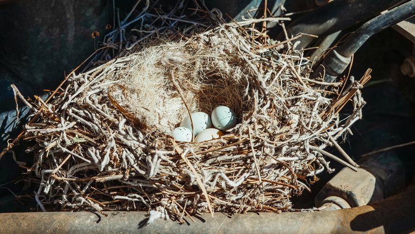 Know Which Birds Bring Luck and Which Bring Misfortune to Your Home