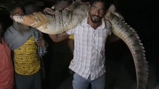 Kota Viral Video, Crocodile Viral Video, Crocodile Video
