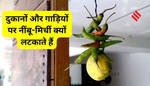 Lemon chili hanging meaning