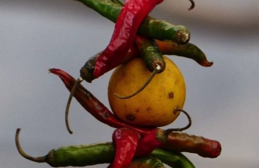lemon chili hanging meaning