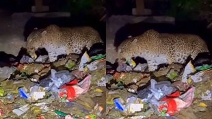 Leopard Viral Video, Viral Video, Trending Video
