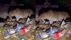 कितना दुखद है यह… कचरे में खाना तलाशता दिखा तेंदुआ, Viral Video देख भड़के यूजर्स, सरकार से की यह अपील