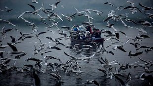 Migratory Siberian birds