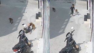 Monkey Attack Viral Video, Monkey attack Haryana, Narnaul viral video