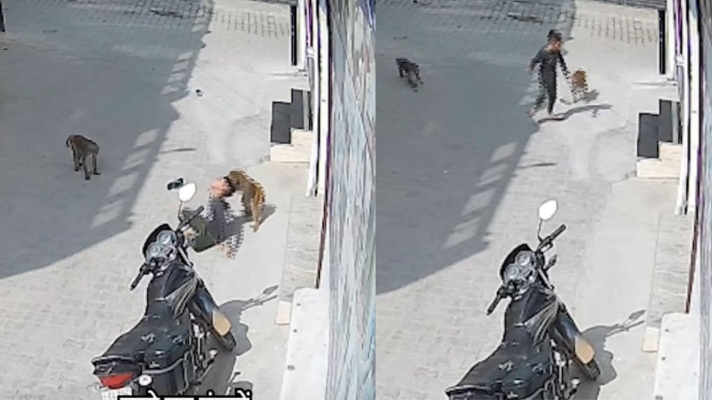 Monkey Attack Viral Video, Monkey attack Haryana, Narnaul viral video