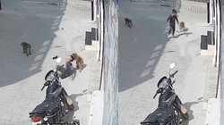 बच्चे पर बंदरों ने किया अटैक, झपट्टा मारकर सड़क पर गिराया, बाल खींचे और…, Viral Video देखकर दंग रह गए यूजर्स