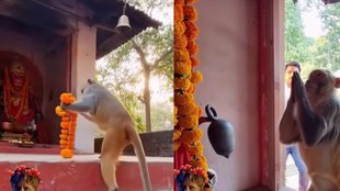 Monkey Viral Video, Viral Video, Trending Video