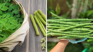 Moringa Benefits for Skin, Moringa Benefits,