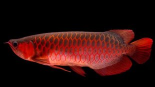 Most expensive aquarium fish | world most expensive aquarium fish | sabse mehngi machli konsi hai