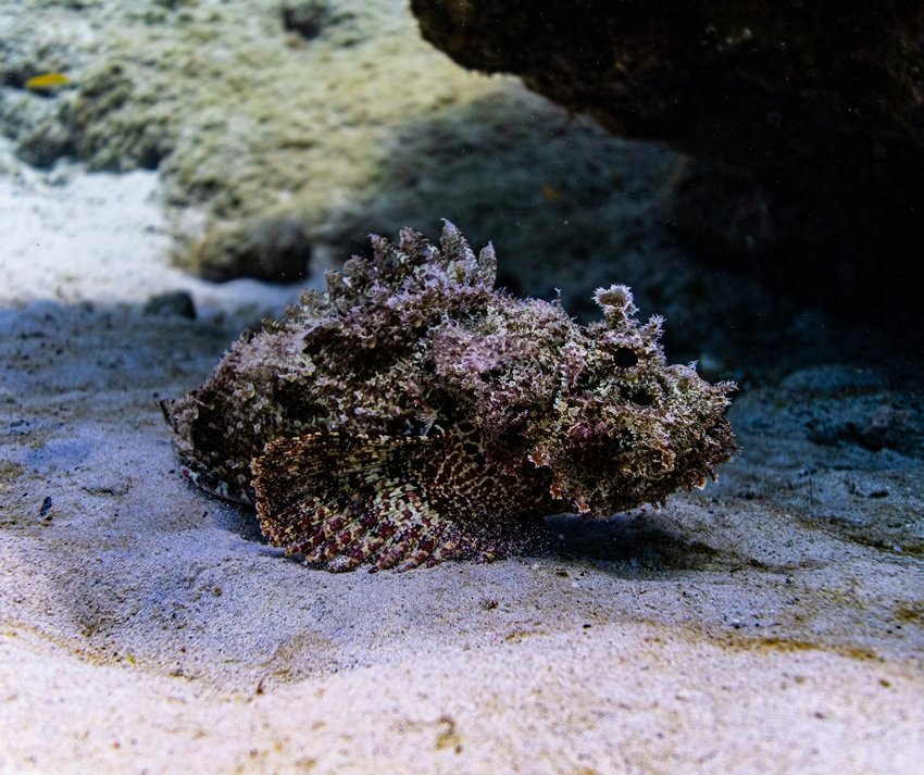 Most venomous fish in the world