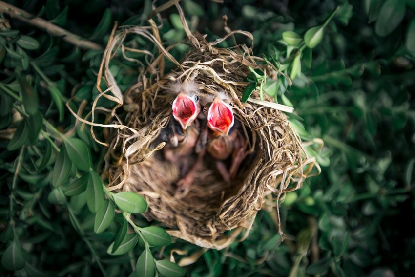 Nests Are Considered Inauspicious in Vastu