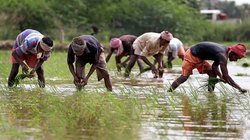 संपादकीय: प्रधानमंत्री किसान सम्मान योजना में 94 फीसदी पति-पत्नी एक साथ ले रहे लाभ, केंद्रीय कृषि मंत्रालय की जांच में सामने आई बड़ी लापरवाही