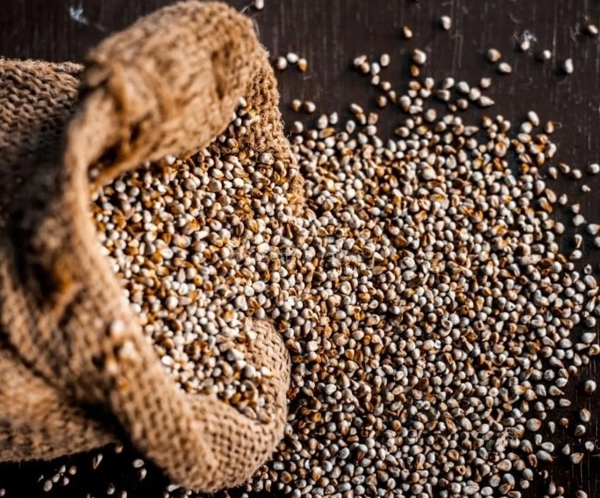 Pearl Millet