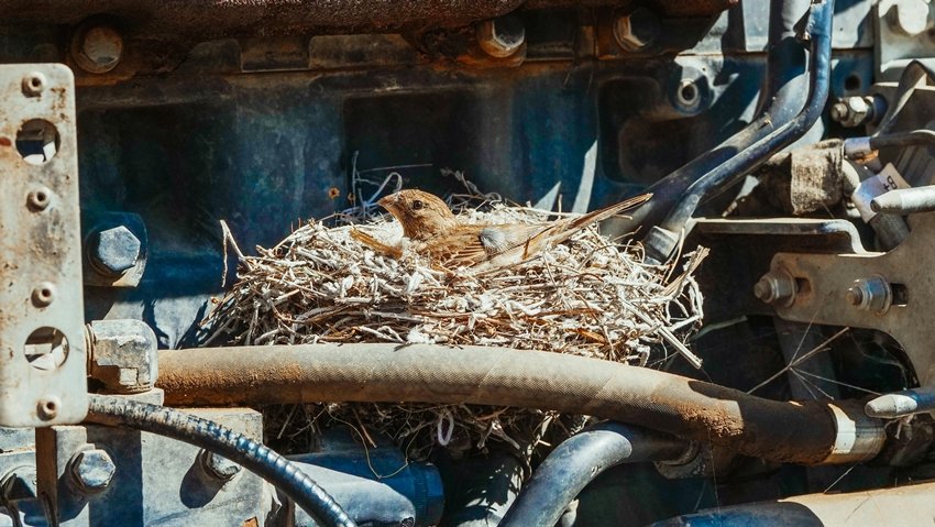 Positive Energy Flows When Birds Like Sparrows Build Nests at Home